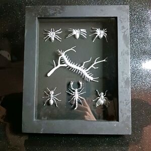Vegan Entomology Shadowbox Display Frame.
